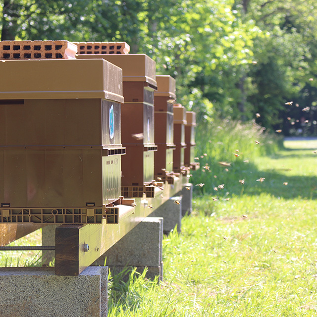 Beehives with many flying bees