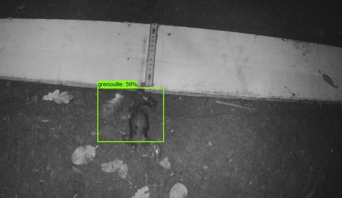 A frog correctly labeled by the model